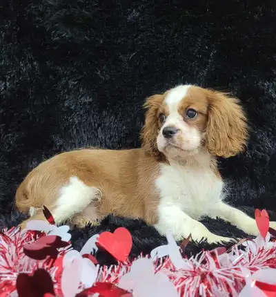 Cavalier King Charles Spaniel Puppy, View more