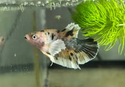 Beautiful healthy Koi  Male Betta fish, View more