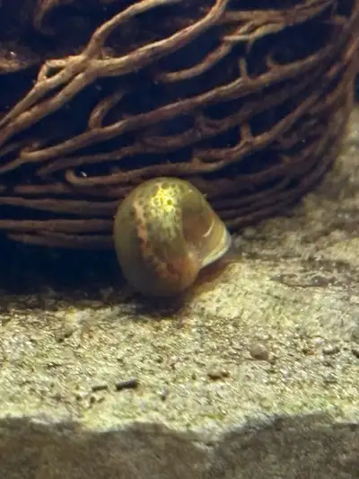 Red leopard ramshorn snails, View more