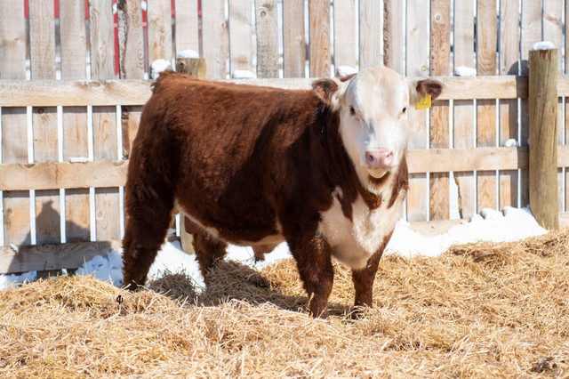 Hereford Bulls Forsale  in Livestock in Moose Jaw - Image 4
