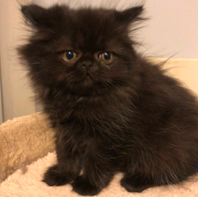 Persian Doll face black kittens in Cats & Kittens for Rehoming in Moncton - Image 2