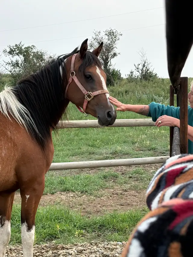 2 year old paint mare  in Horses & Ponies for Rehoming in Edmonton - Image 5