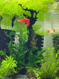 Aquarium plant hornwort