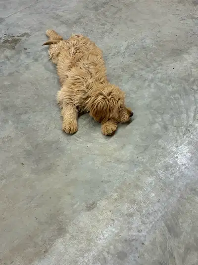 Male golden doodle puppy, View more