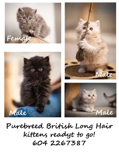 Purebred British Longhair kittens, View more