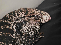 5 Year Old Tegu Looking to Rehome