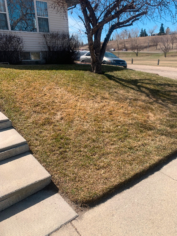 Professional Spring Cleanups starting at $130! in Lawn, Tree Maintenance & Eavestrough in Calgary - Image 4