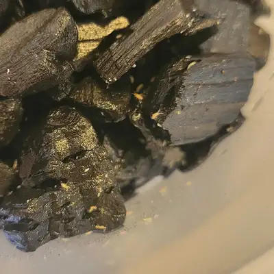 Tropical Pink Springtails - Coecobrya sp, View more