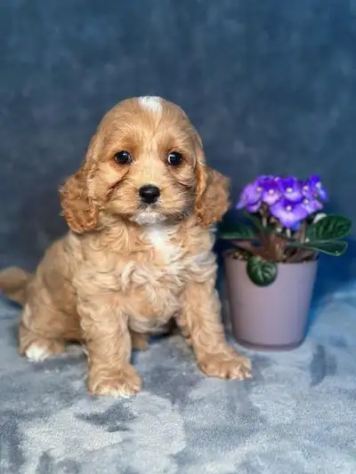 Mini Cockapoo puppies, View more