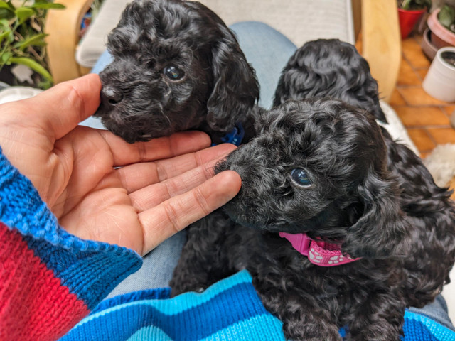 New Price,Mother's Day! Non-allergenic/shedding TINY TOY poodles in Dogs & Puppies for Rehoming in Ottawa - Image 4