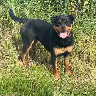 Rottweiler , View more