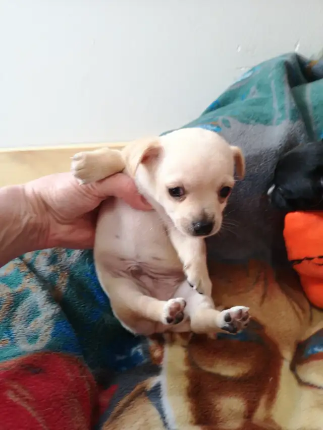 ❤️ VALENTYNE ENTERPRISE ❤️ CHIHUAHUA PUPPYS READY NOW 7059303541 in Dogs & Puppies for Rehoming in Ottawa - Image 6