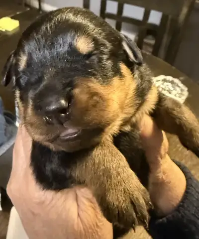 4 M & 4 F Ready Xmas Eve Rottweilers, View more