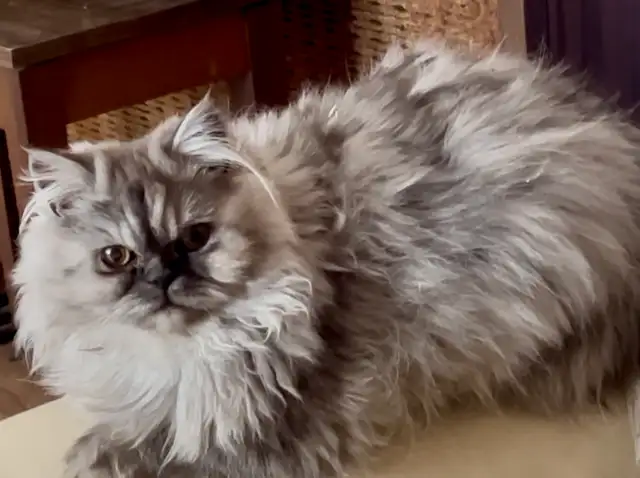 ❤️LOVECATS TICA reg. Cattery:  Persian Himalayans and Himalayans