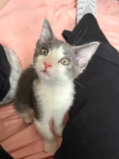 Kitten 8 weeks for sale, View more