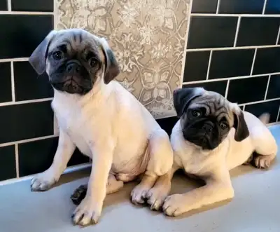 IL ME RESTE DEUX PETITS GARS! À qui la chance. Ils sont super colleux, doux et affectueux Adorables...