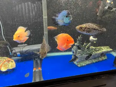 Cichlid fish clear out , View more