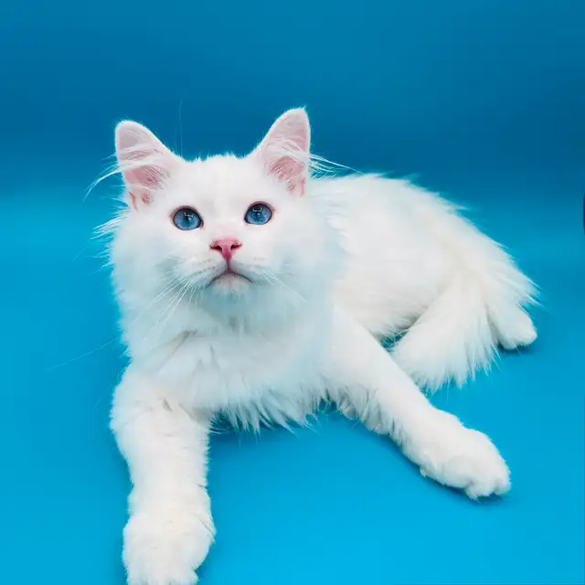 Pedigree Hypoelergenic Siberian Kittens