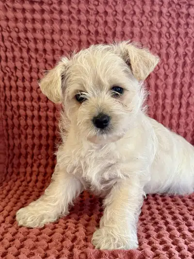 Westiepoo Puppy! West Highland Terrier + Poodle Cross, View more