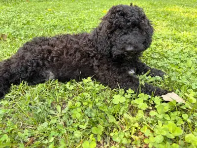 Goldendoodle moyen, View more