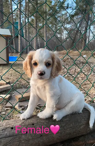 My sweet Mia had 9 beautiful puppies! Born on February 18/25 they are looking for their forever home...