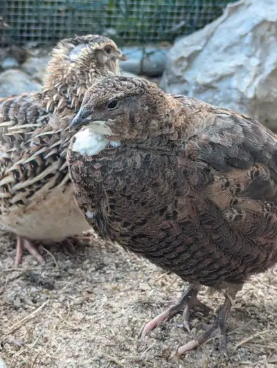 Male Coturnix quails , View more