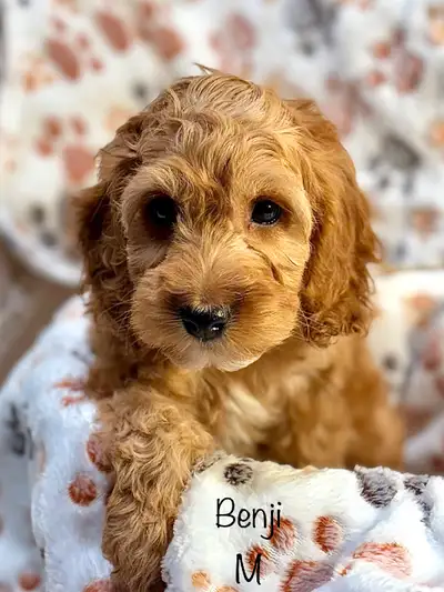 Chiots Mini COCKAPOOS F1B , View more