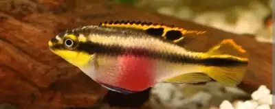 ISO Female Kribensis , View more