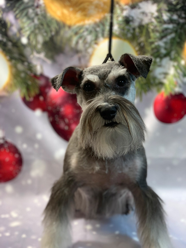 Miniature Schnauzer grooming in Animal & Pet Services in Edmonton - Image 3