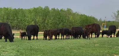 Angus & Fullblood Lowline Pairs, View more