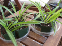 SPIDER PLANTS