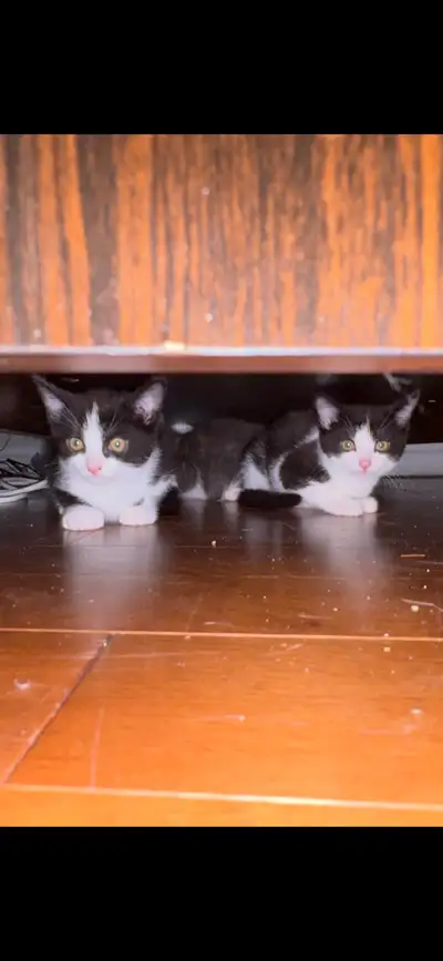 4 chatons mâles , View more