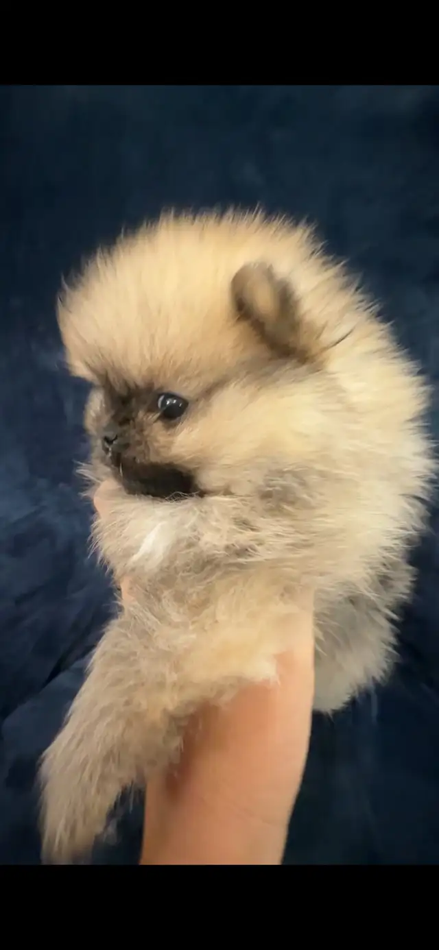 Merle Pomeranians in Dogs & Puppies for Rehoming in Markham / York Region - Image 9