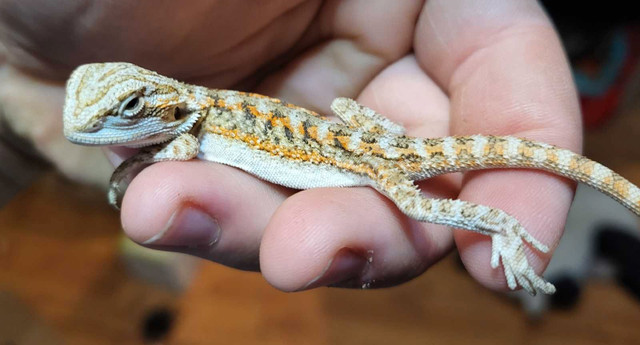 Bearded Dragon baby in Reptiles & Amphibians for Rehoming in Renfrew