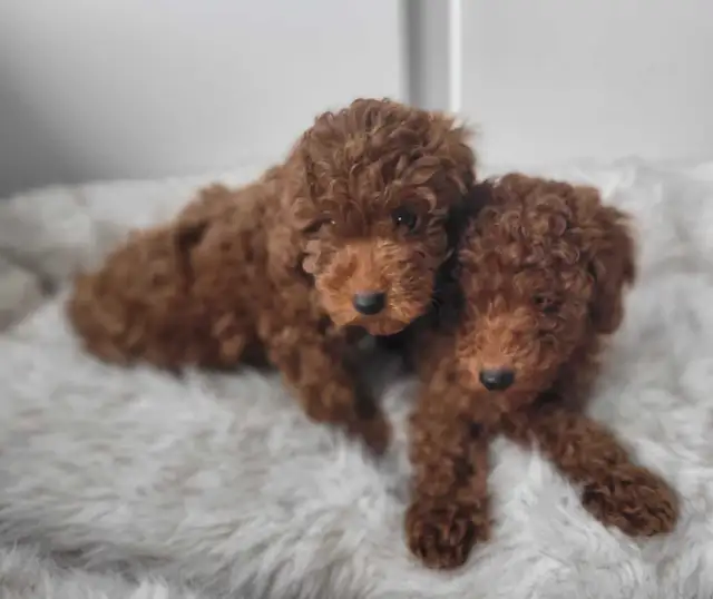 Dark Red miniature poodle puppies ready for rehome in Dogs & Puppies for Rehoming in City of Toronto - Image 4