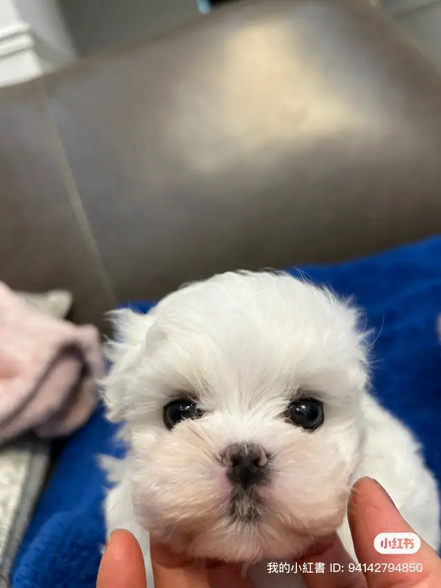 Korean Bloodline Maltese toy size pure white puppies in Dogs & Puppies for Rehoming in Markham / York Region - Image 6