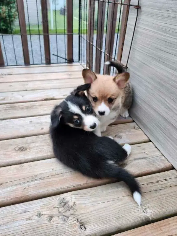 Chiots Corgi in Dogs & Puppies for Rehoming in West Island - Image 11