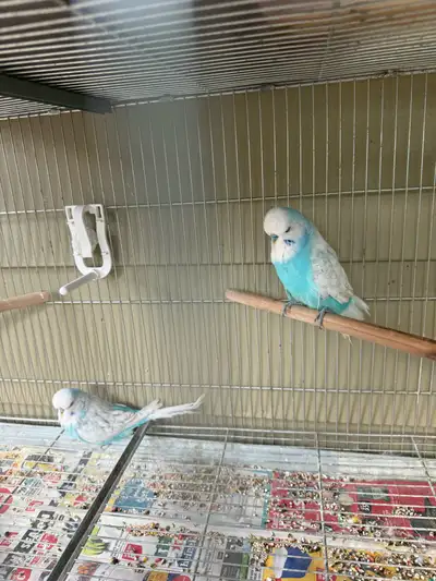 2 male English budgies , father 2022 and son 2025 $50. Each or the 2 for $80.