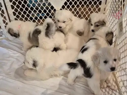 We’re excited to announce that we have a litter of puppies, Great Pyrenees/Anatolian Shepherd x Mare...