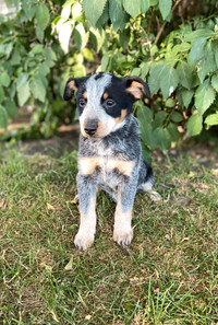 Australian Blueheeler/Cattle Dog Puppies 