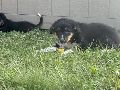 La portée étoilée, View more