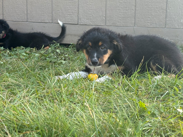 La portée étoilée dans Chiens et chiots à adopter  à Granby