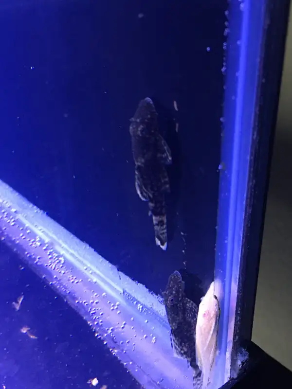 Bristlenose Plecos in Fish for Rehoming in Owen Sound - Image 4
