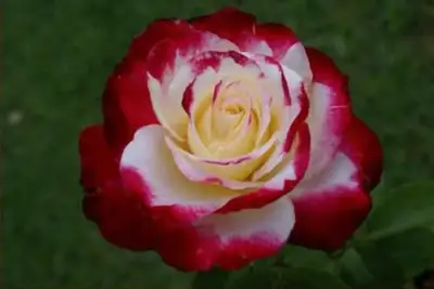 It is blooming