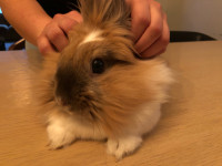 Male lionhead bunny looking for forever home :)