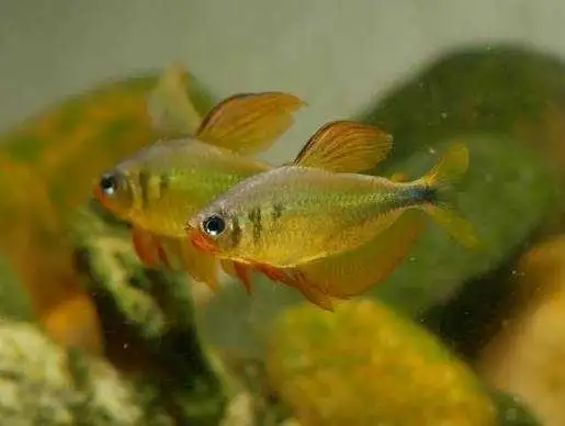Raccoon tetra in Fish for Rehoming in Hamilton - Image 2