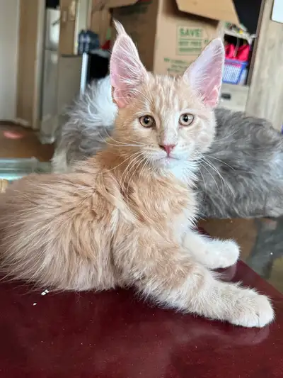 Maine Coon Kittens 100% pure breed polydactyl, View more