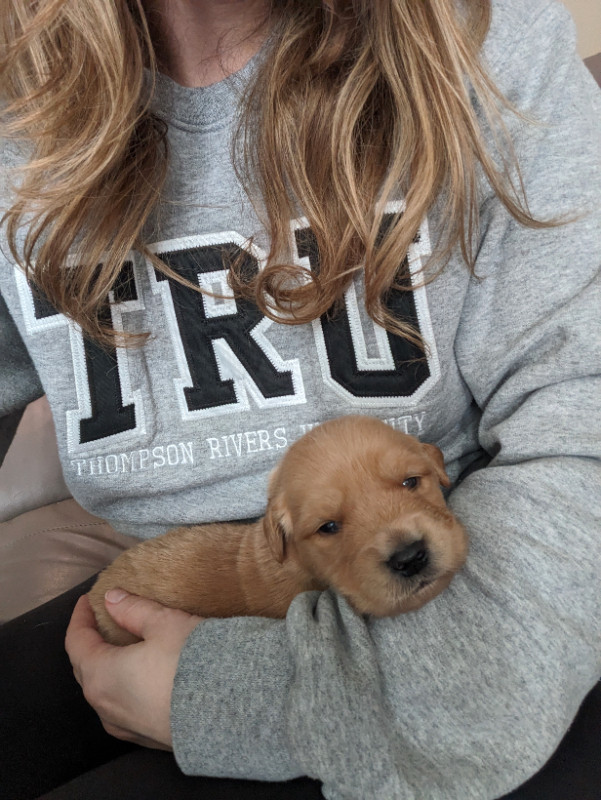 Female golden retriever puppies in Dogs & Puppies for Rehoming in Vernon - Image 2