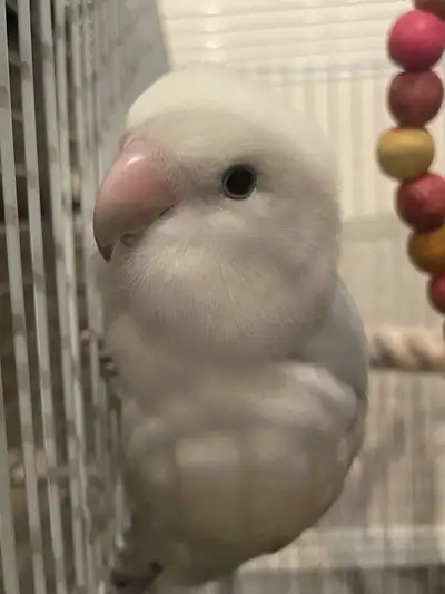 Lovebird with cage for rehome urgent!, View more