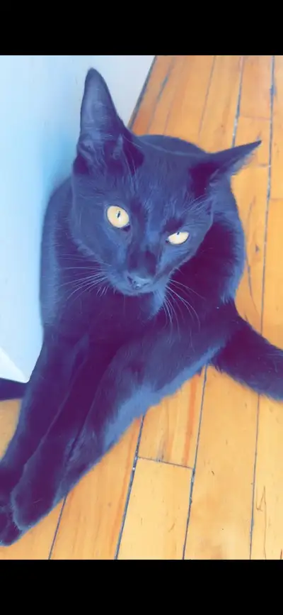 chat noir 1 1/2 ans à 50$, View more